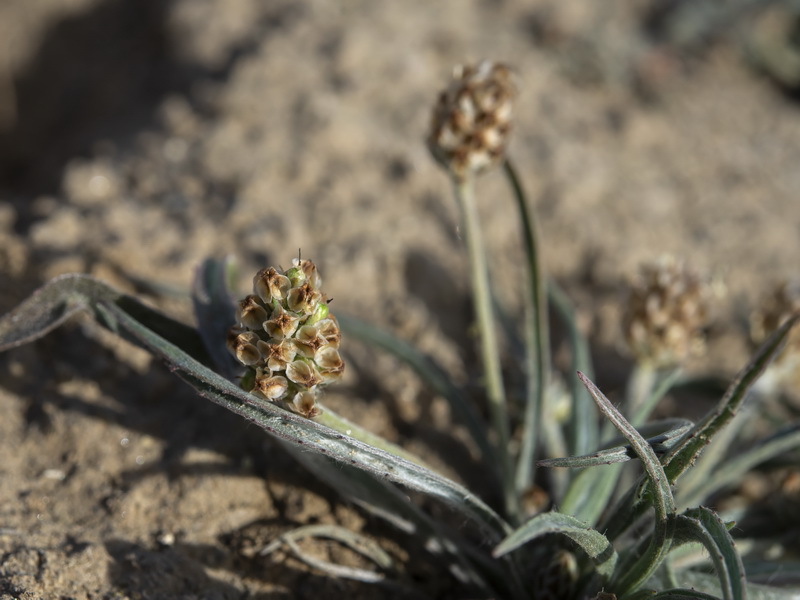 Plantago ovata.10