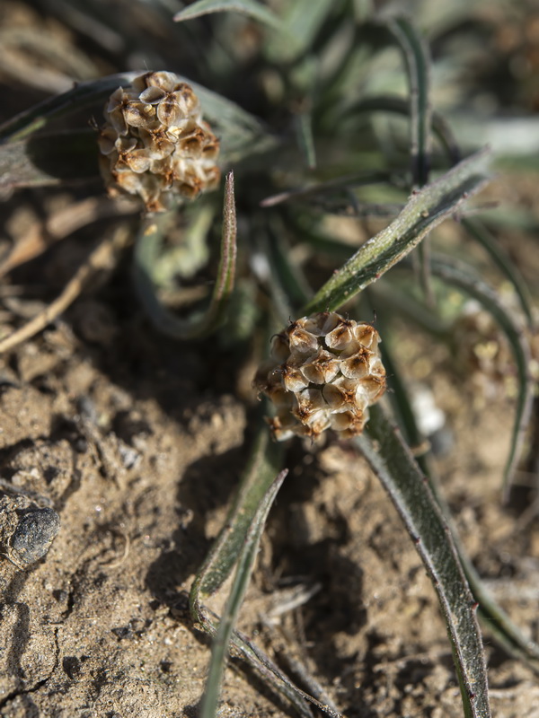 Plantago ovata.11