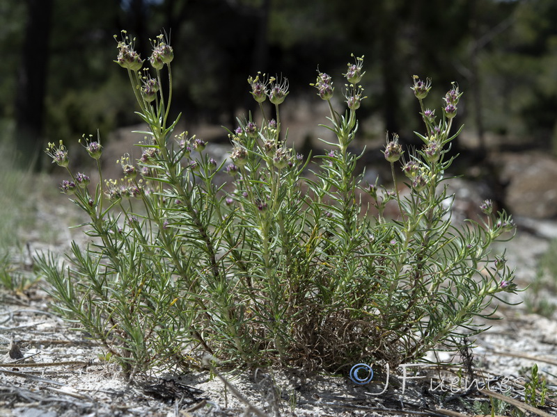 Plantago sempervirens.01