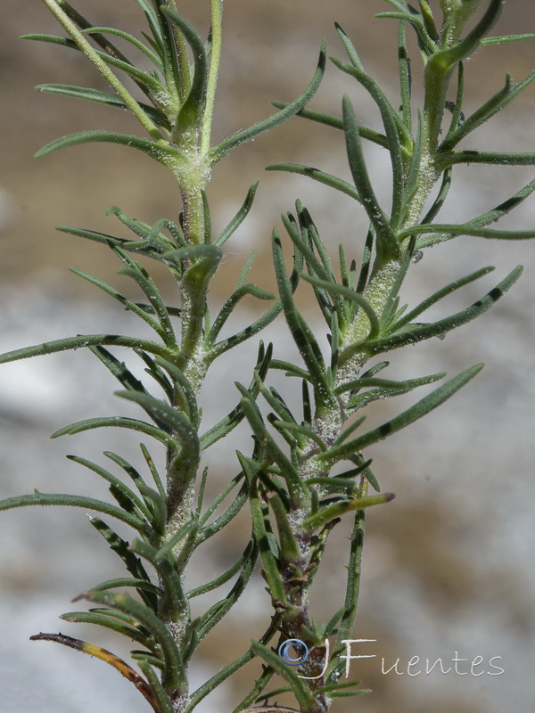 Plantago sempervirens.02