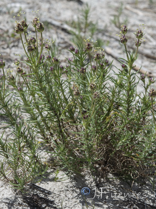 Plantago sempervirens.03