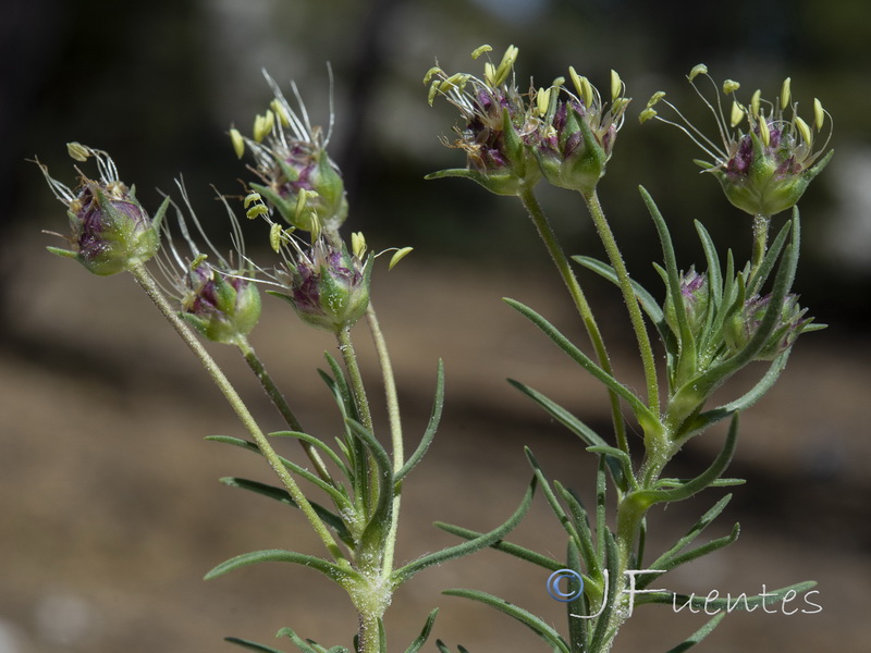 Plantago sempervirens.04