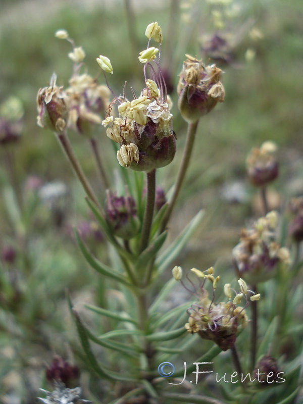 Plantago sempervirens.05