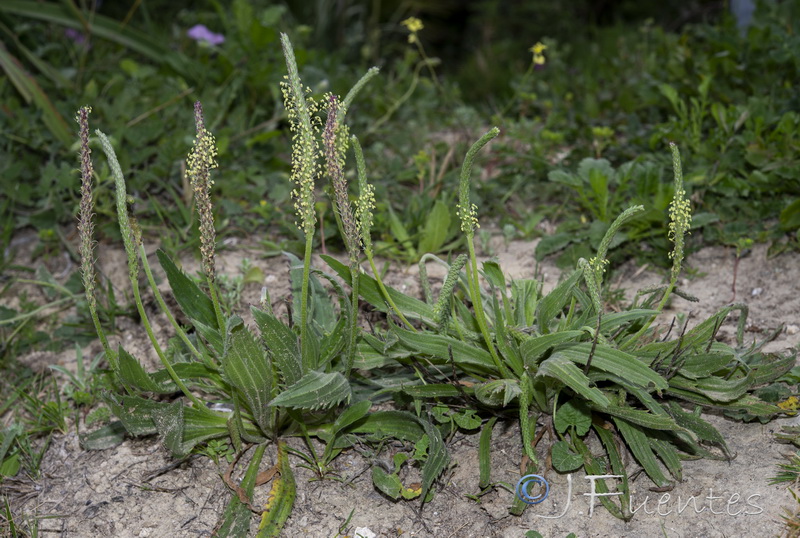Plantago serraria.01
