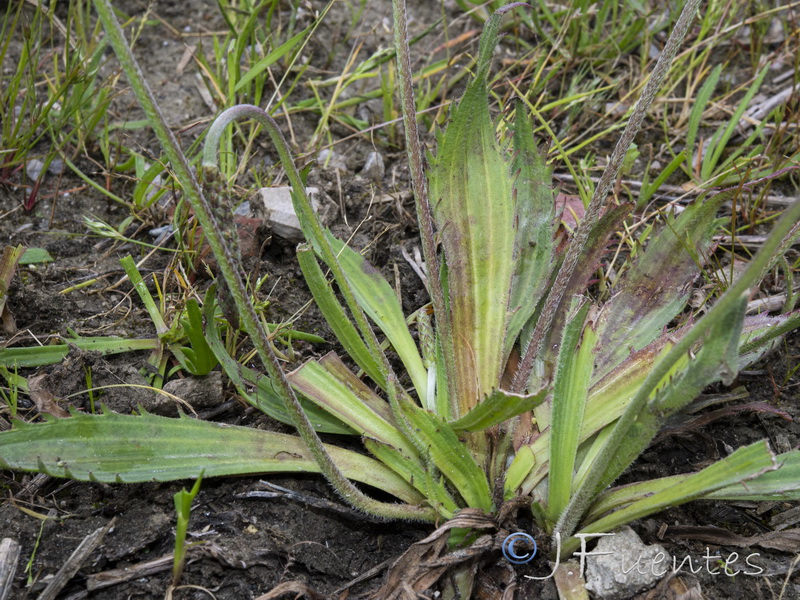 Plantago serraria.06