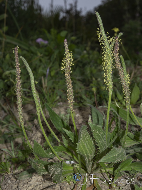 Plantago serraria.02