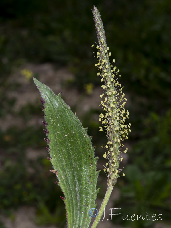 Plantago serraria.03