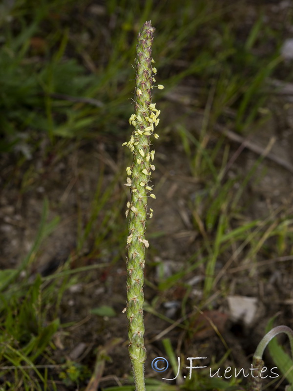 Plantago serraria.09
