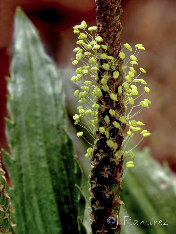 Plantago serraria.11