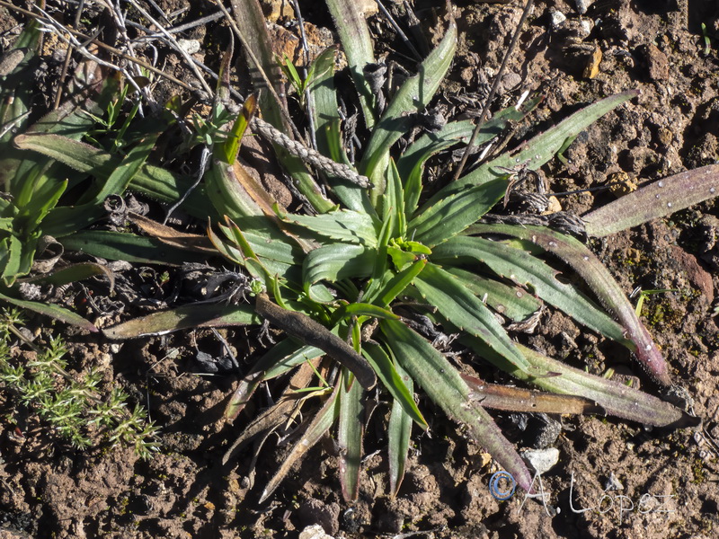 Plantago serraria.14