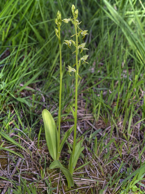Platanthera algeriensis.04
