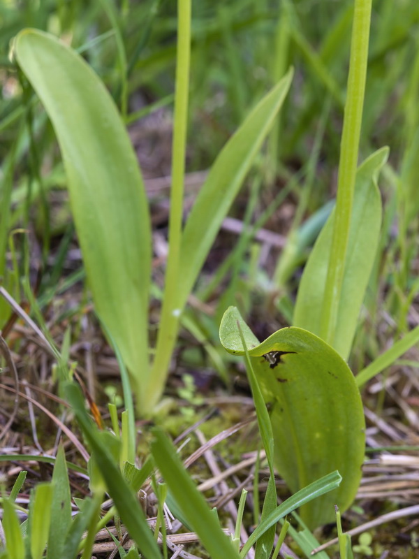 Platanthera algeriensis.05