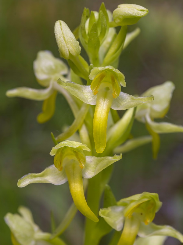 Platanthera algeriensis.25