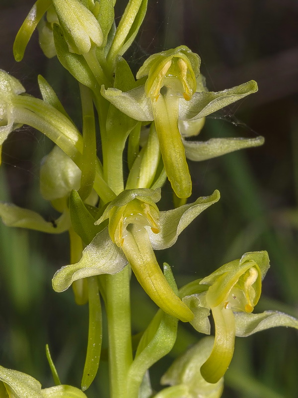 Platanthera algeriensis.26