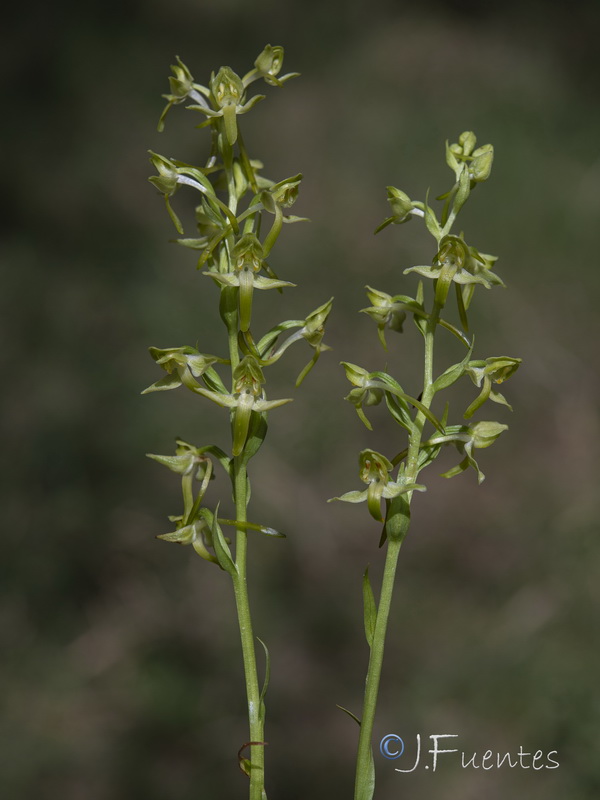 Platanthera algeriensis.28