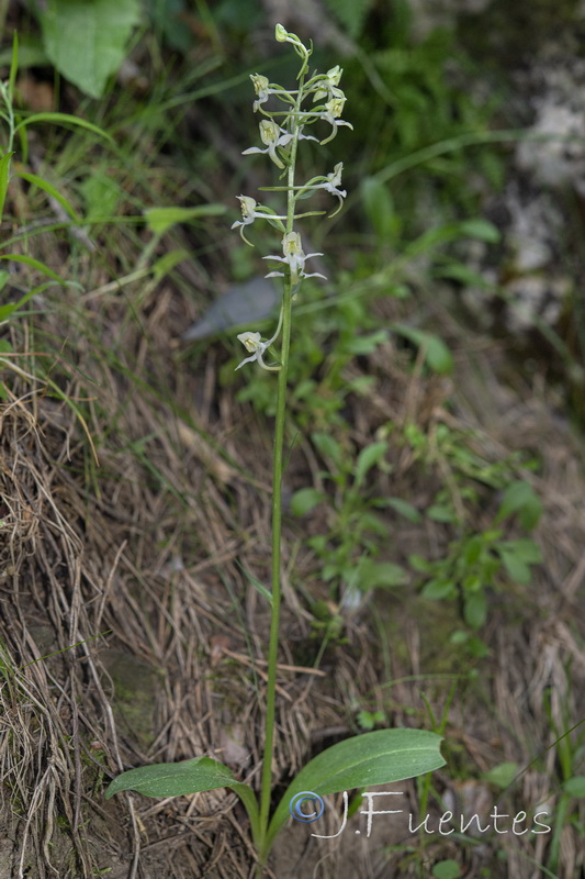 Platanthera bifolia.01
