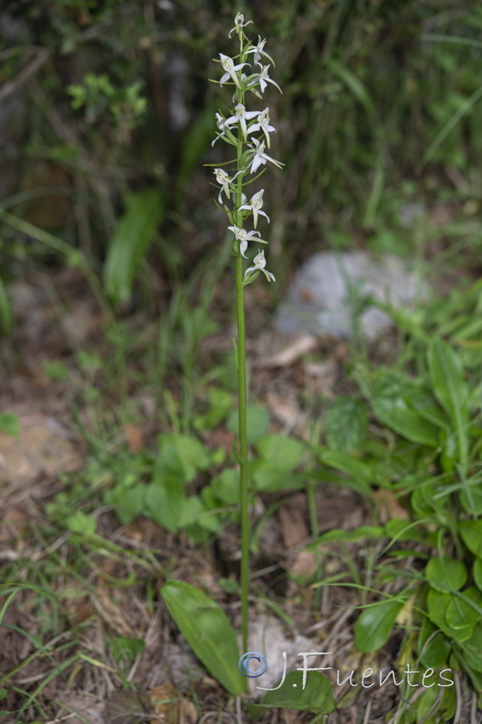 Platanthera bifolia.02