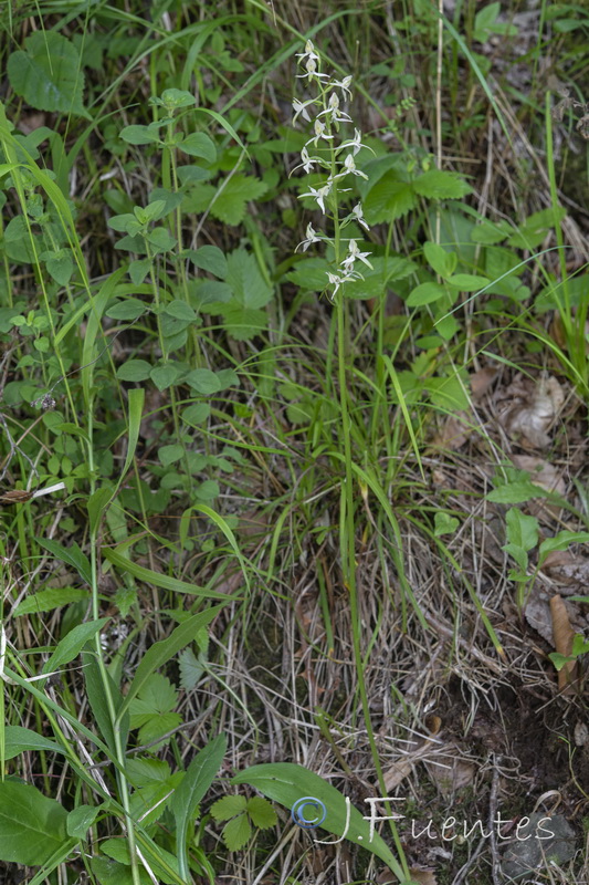 Platanthera bifolia.03