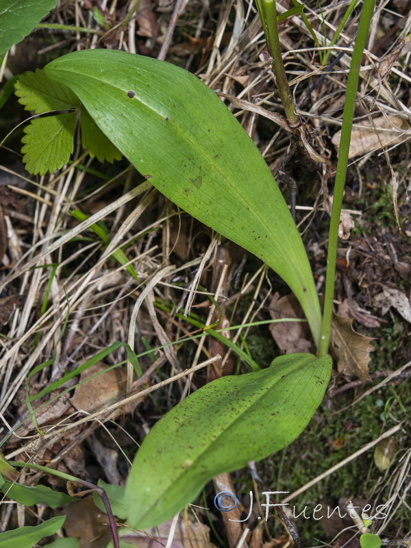 Platanthera bifolia.04