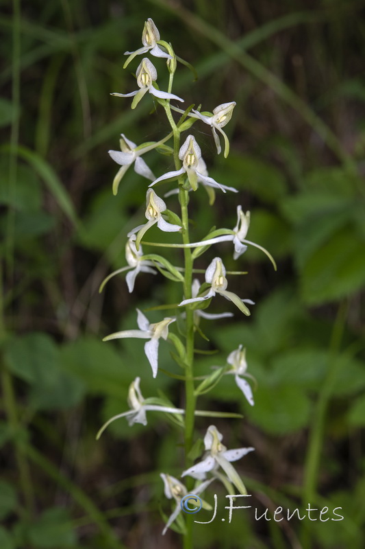 Platanthera bifolia.05