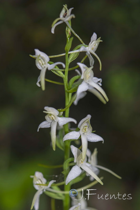 Platanthera bifolia.06