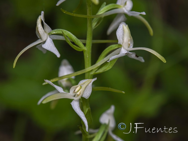 Platanthera bifolia.07