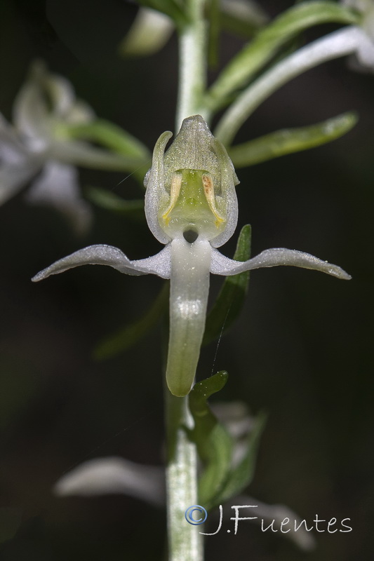 Platanthera bifolia.09