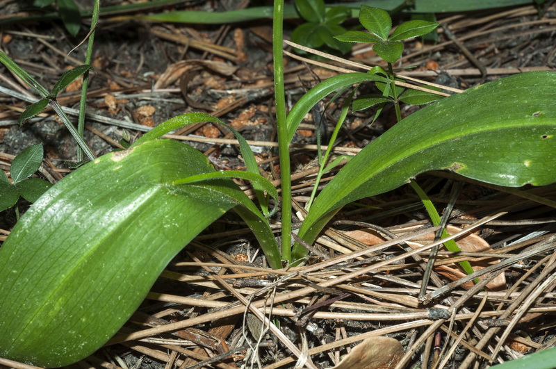 Platanthera chlorantha.05