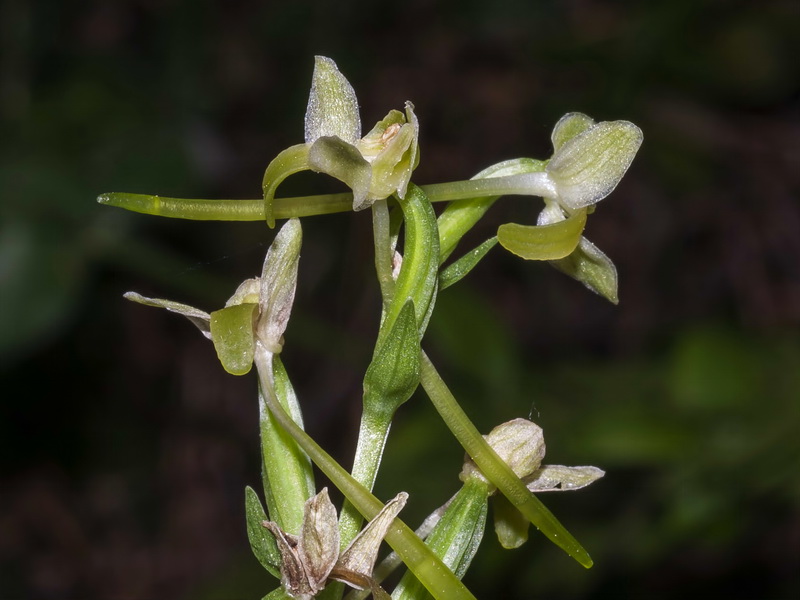 Platanthera chlorantha.10