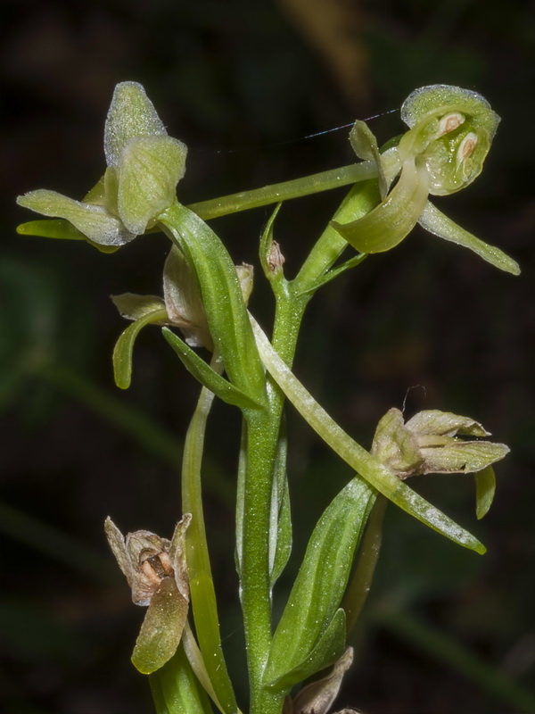 Platanthera chlorantha.11