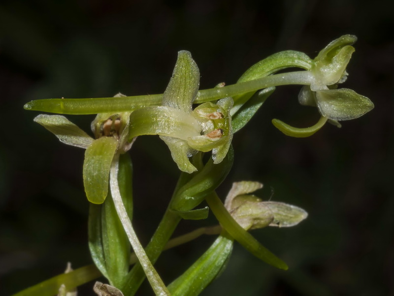 Platanthera chlorantha.14
