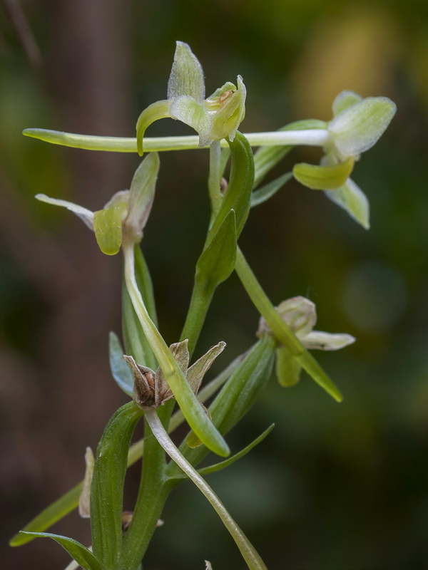 Platanthera chlorantha.16