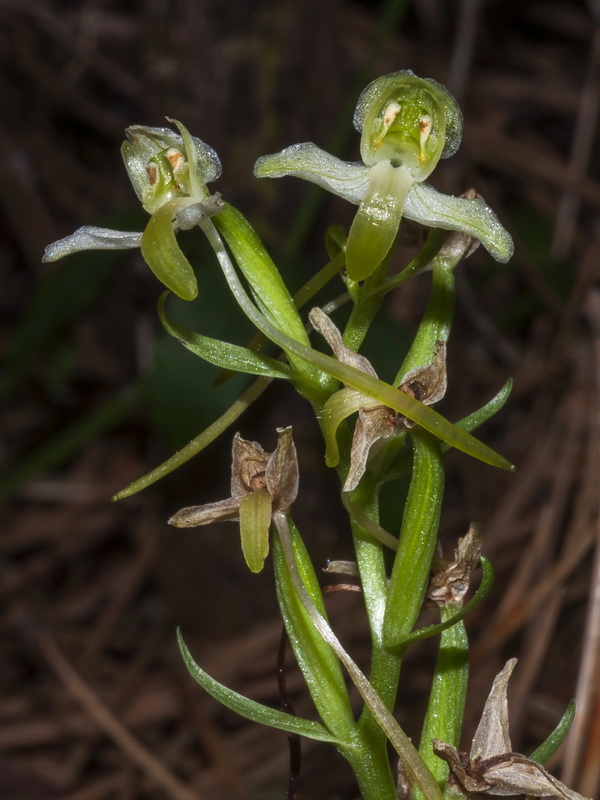 Platanthera chlorantha.18