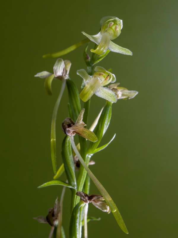 Platanthera chlorantha.20