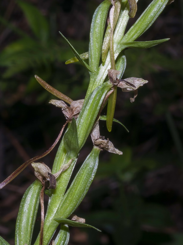 Platanthera chlorantha.22