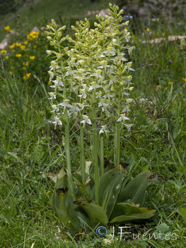 Platanthera chlorantha.02