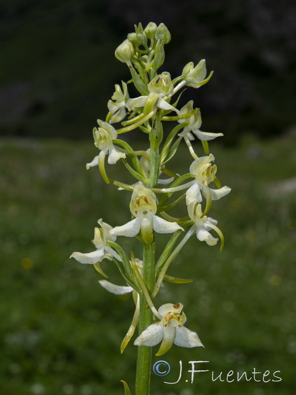 Platanthera chlorantha.26