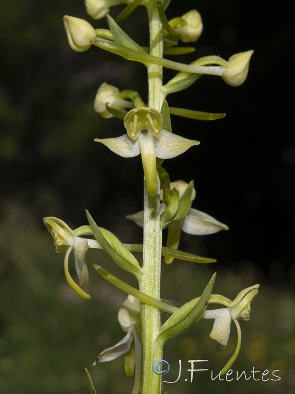 Platanthera chlorantha.29