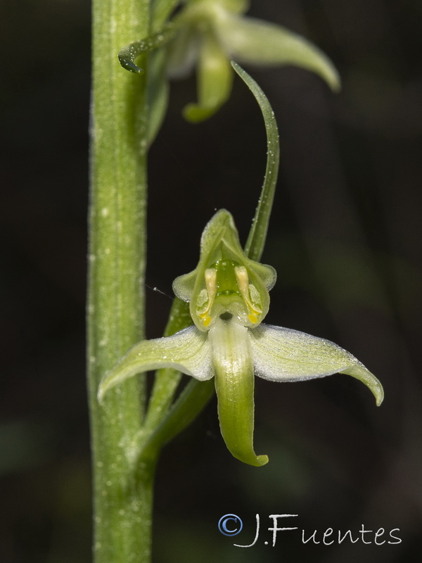 Platanthera chlorantha.31