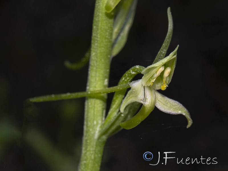 Platanthera chlorantha.32