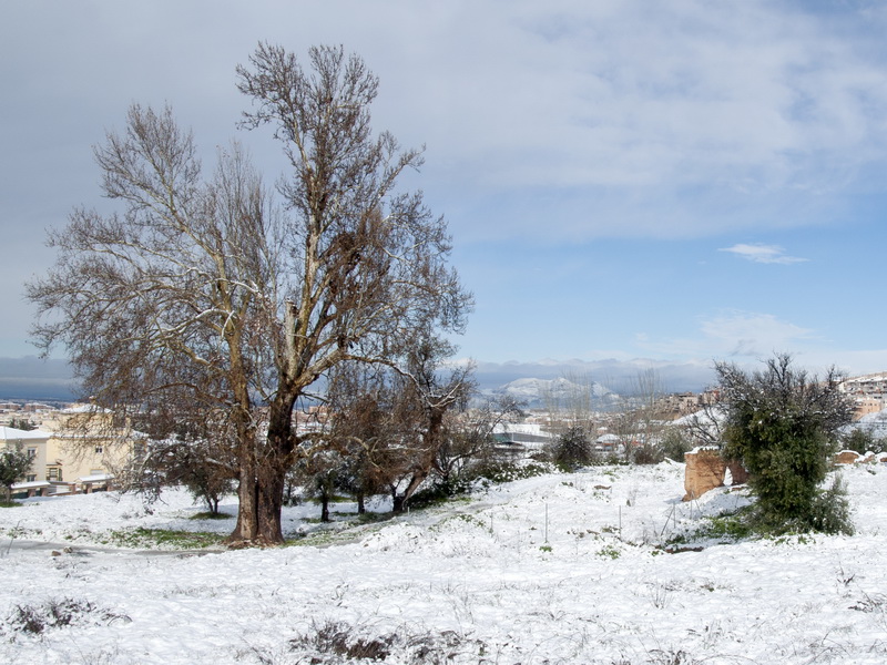 Platanus hispanica.01