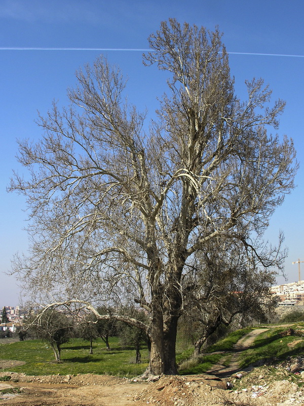 Platanus hispanica.02