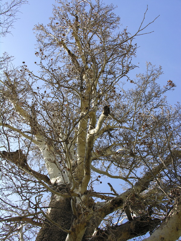 Platanus hispanica.03