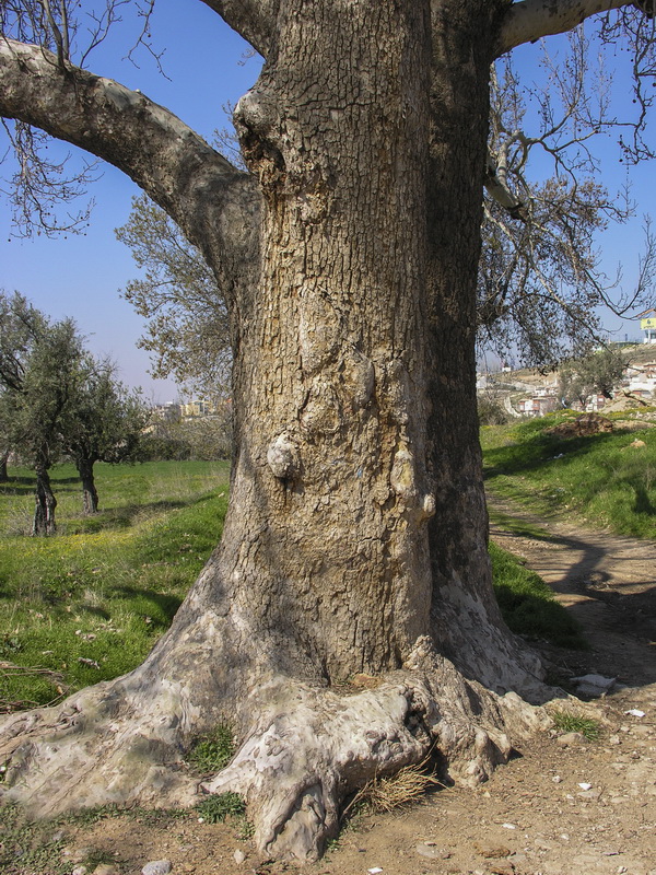 Platanus hispanica.04