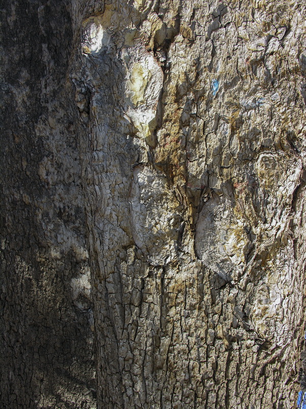 Platanus hispanica.05