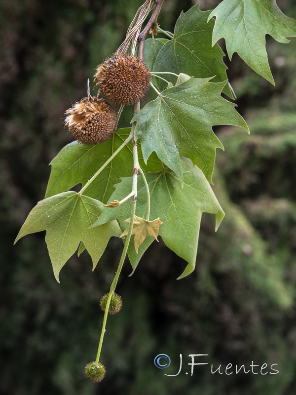 Platanus hispanica.08