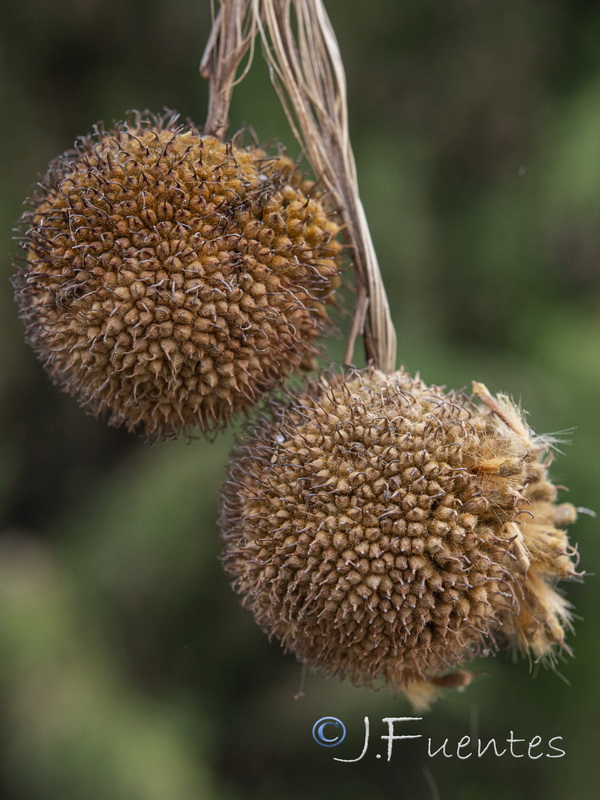 Platanus hispanica.10