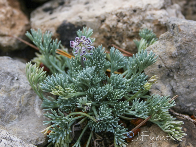 Platycapnos saxicola.10