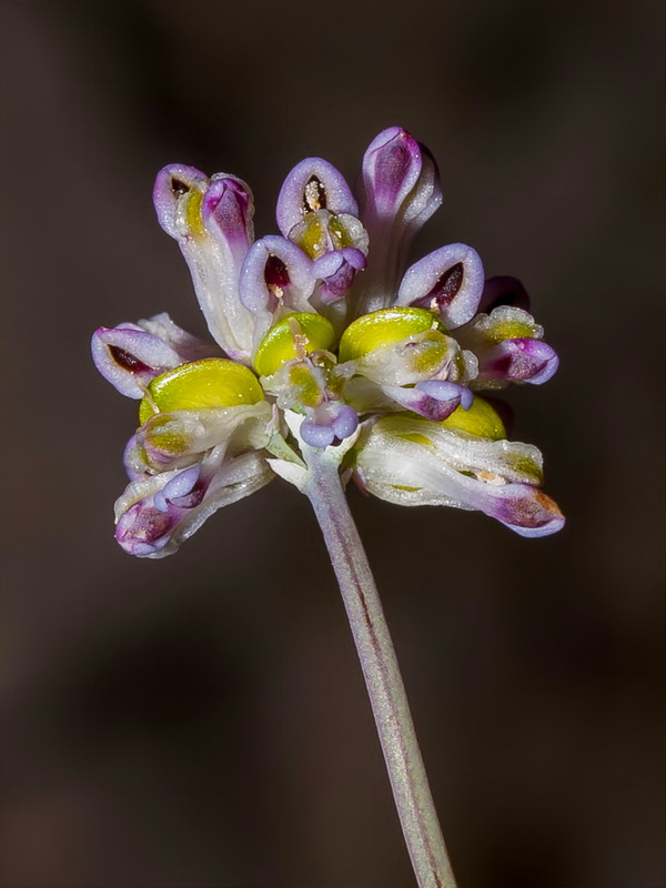Platycapnos saxicola.15