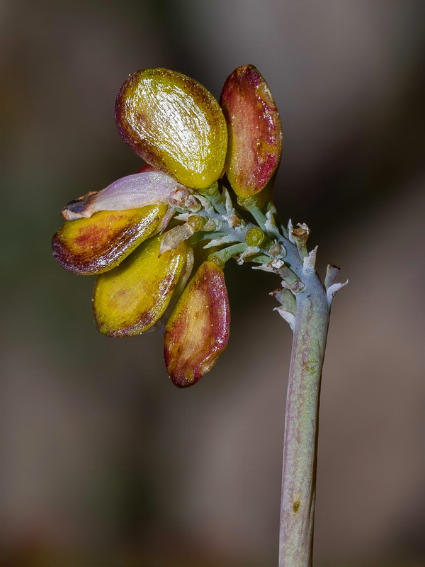 Platycapnos saxicola.20